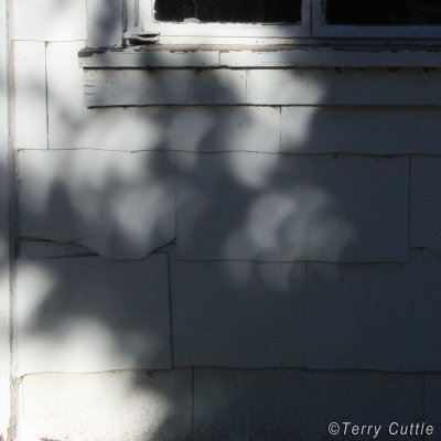 Photo of multiple crescent shapes projected onto a wall under a tree during a partial solar eclipse